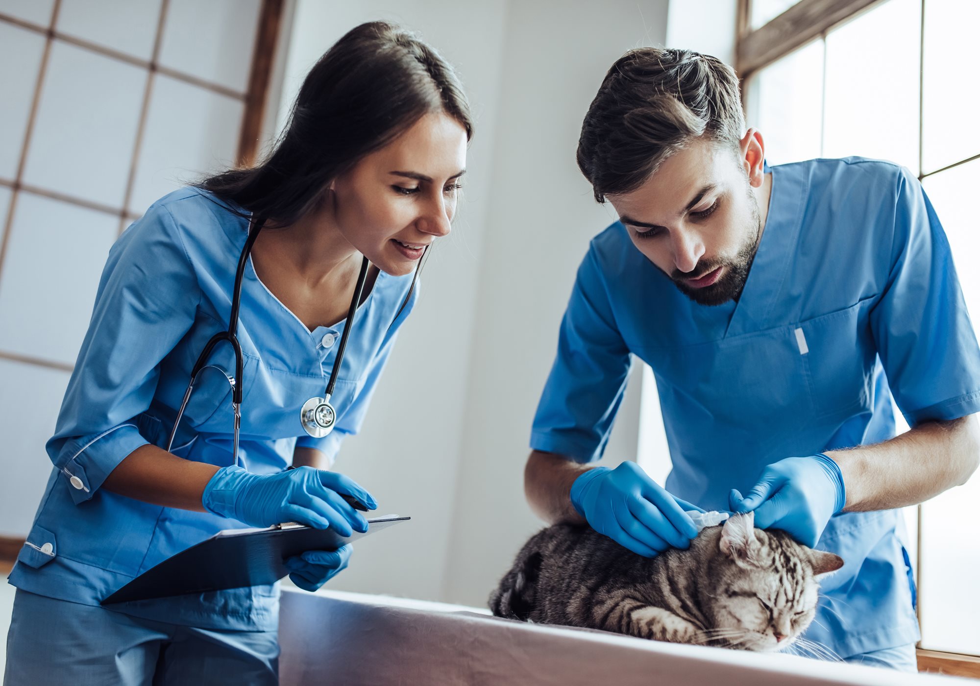 Veterinary Assistants Helping a Cat