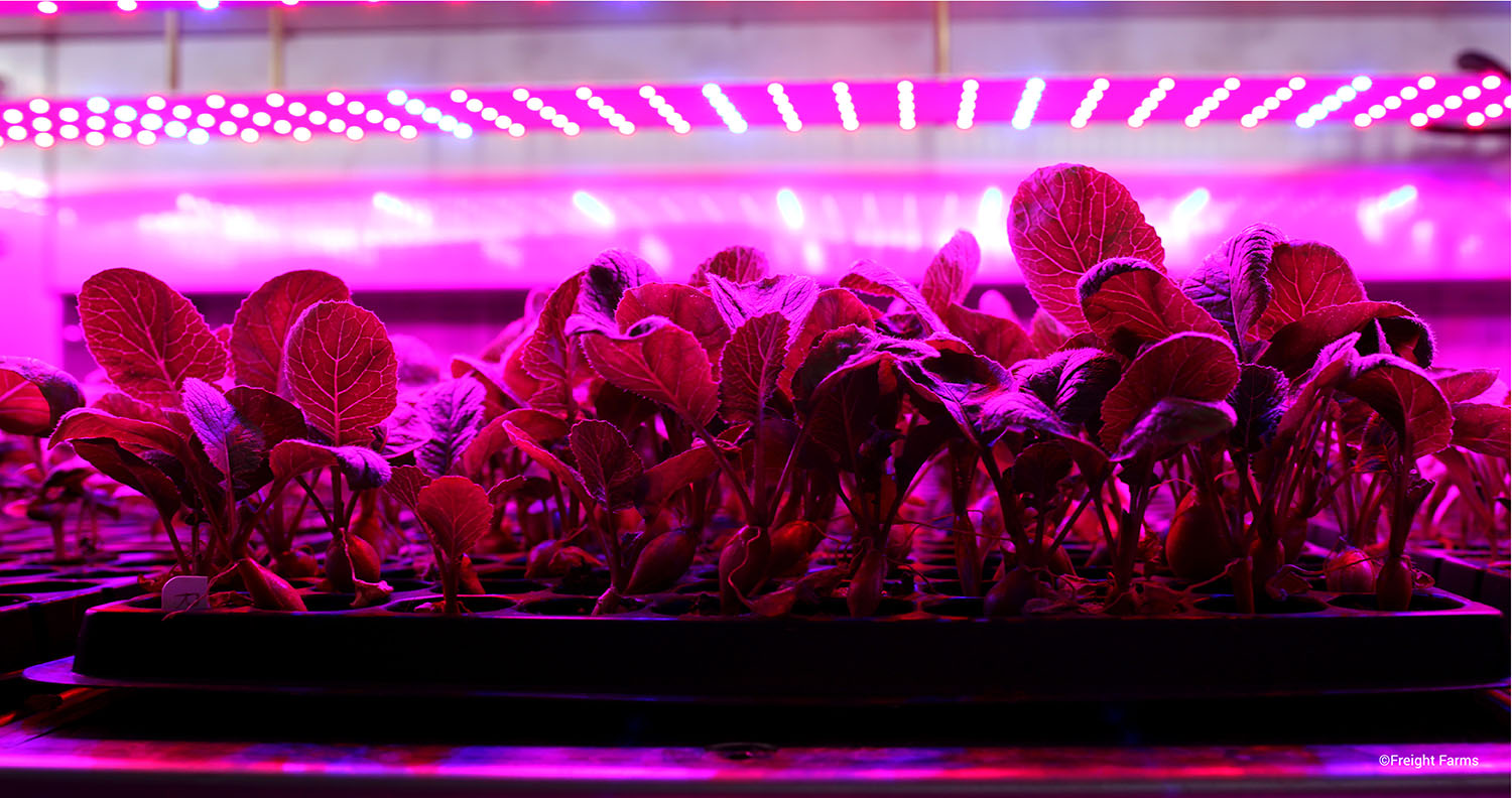 Sprouts popping up under LED grow lights inside the MCC Freight Farm